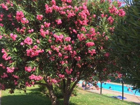 Lesjardinsfleuris Appartement Mandelieu Buitenkant foto